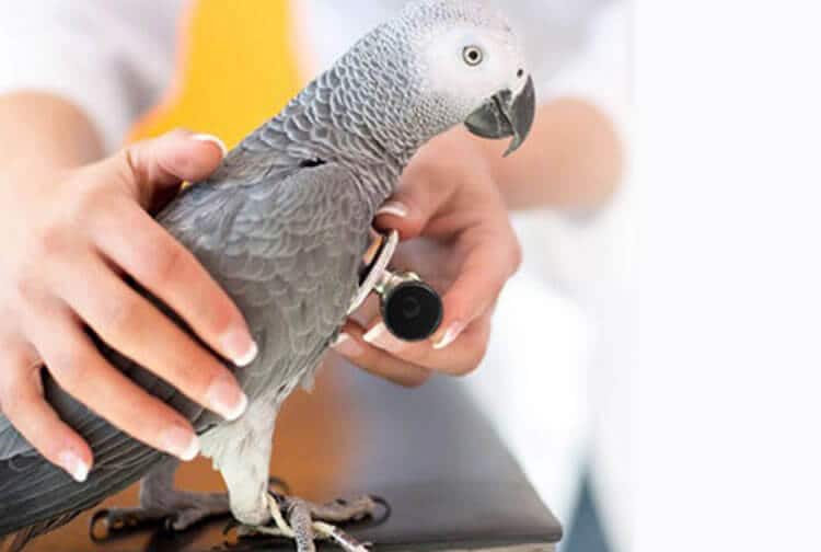 Methoden zur Behandlung von Papageienkrankheiten