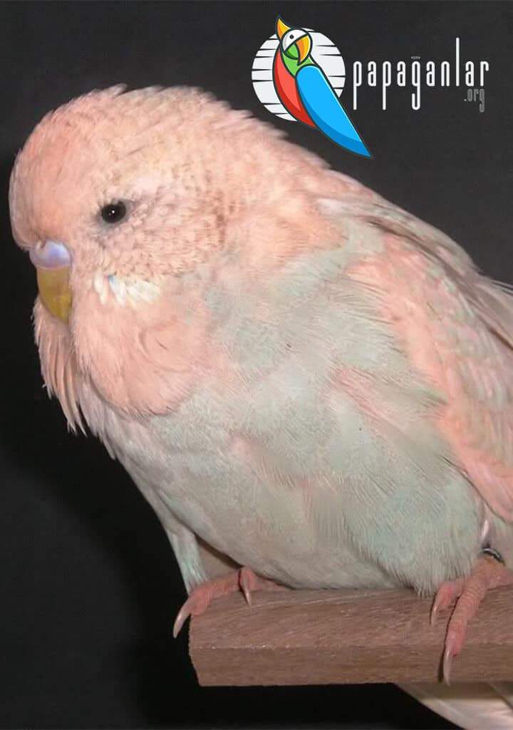 Pink Budgie