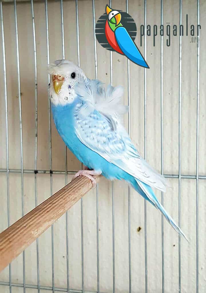 Crested Budgerigar Prices