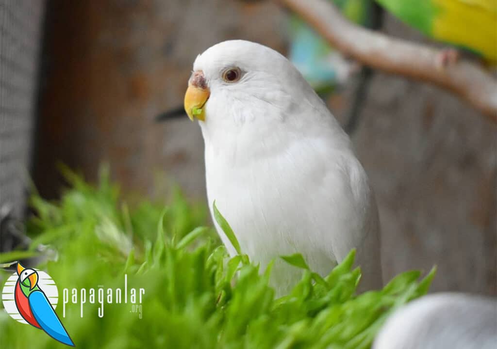 Albino Muhabbet Kuşları Ve Özellikleri