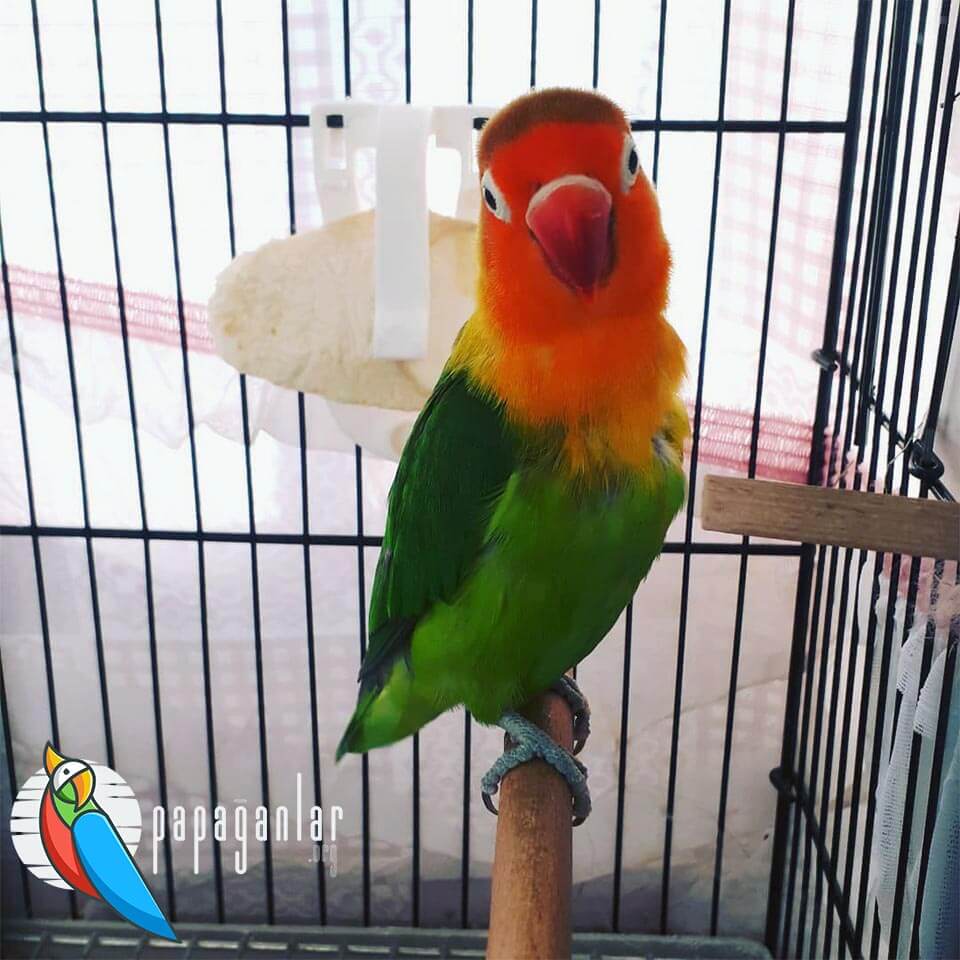 Cage Selection for a Lovebird