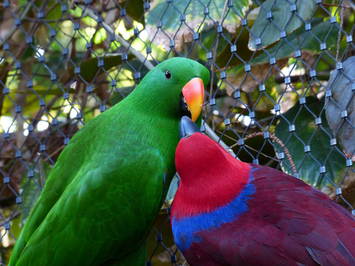 eclectus parrot mutations