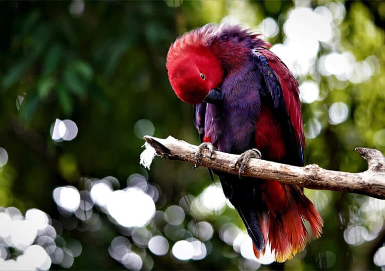 Eclectus Parrot Care Features Eclectus Parrot Prices