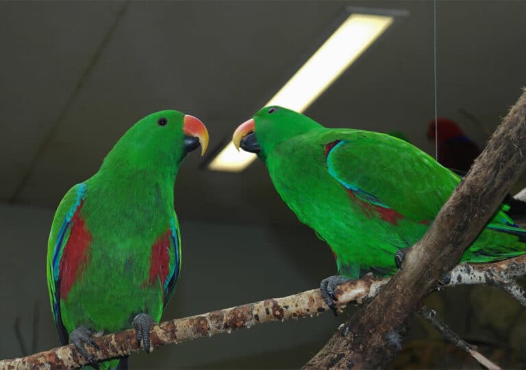 Eclectus Parrot Features Care Eclectus Parrot Prices