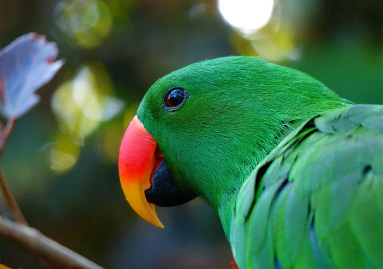 Eclectus Parrot Features Care Eclectus Parrot Prices