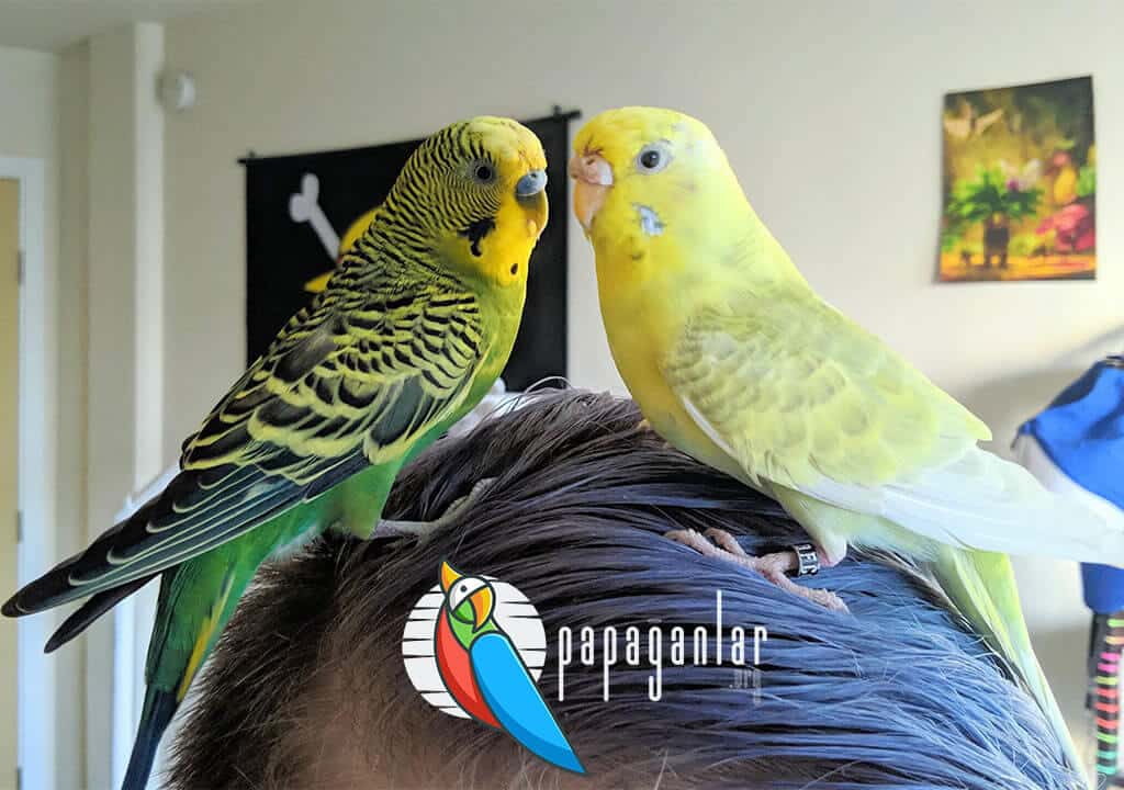 Male Budgerigar Names Foreign