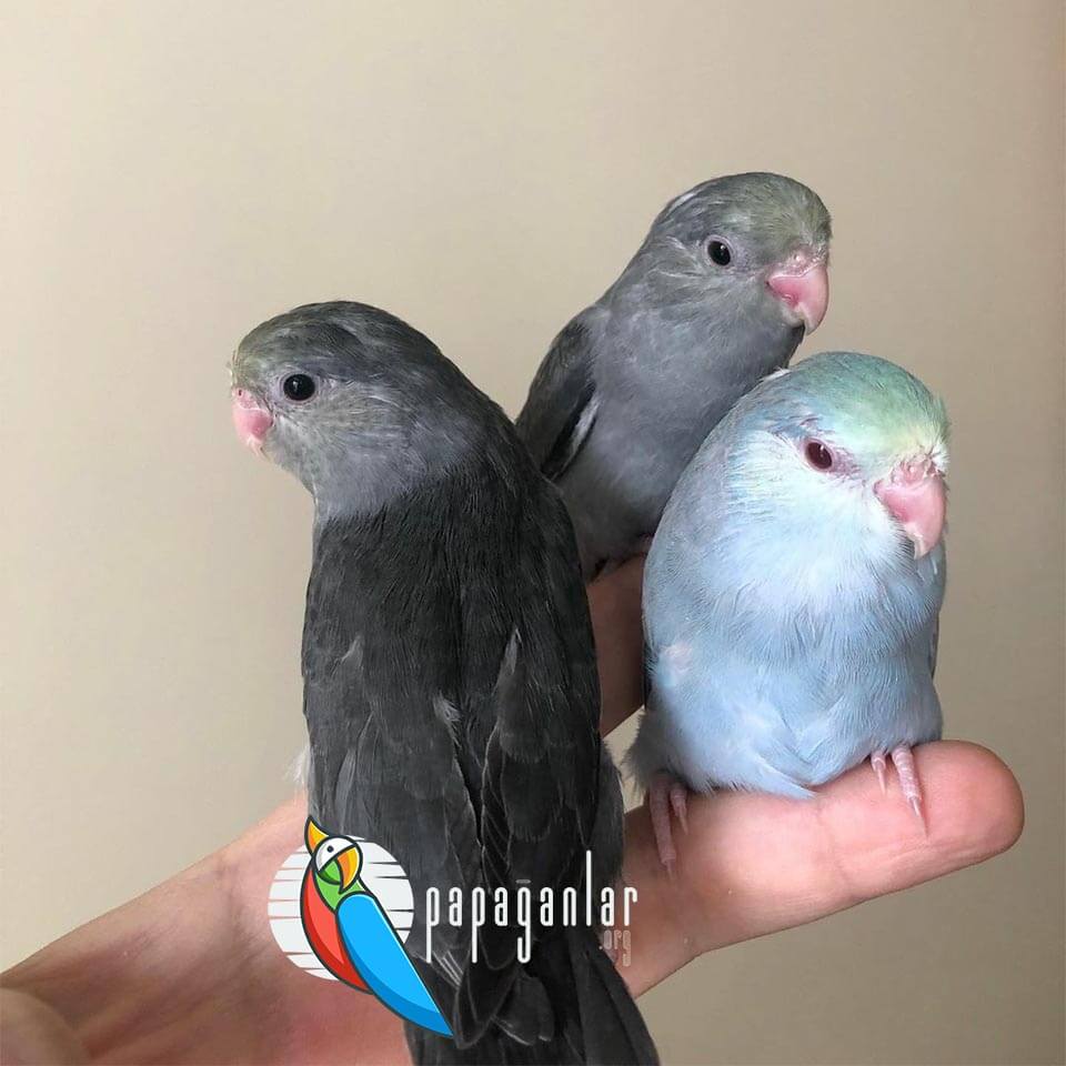 Forpus Parrot Prices