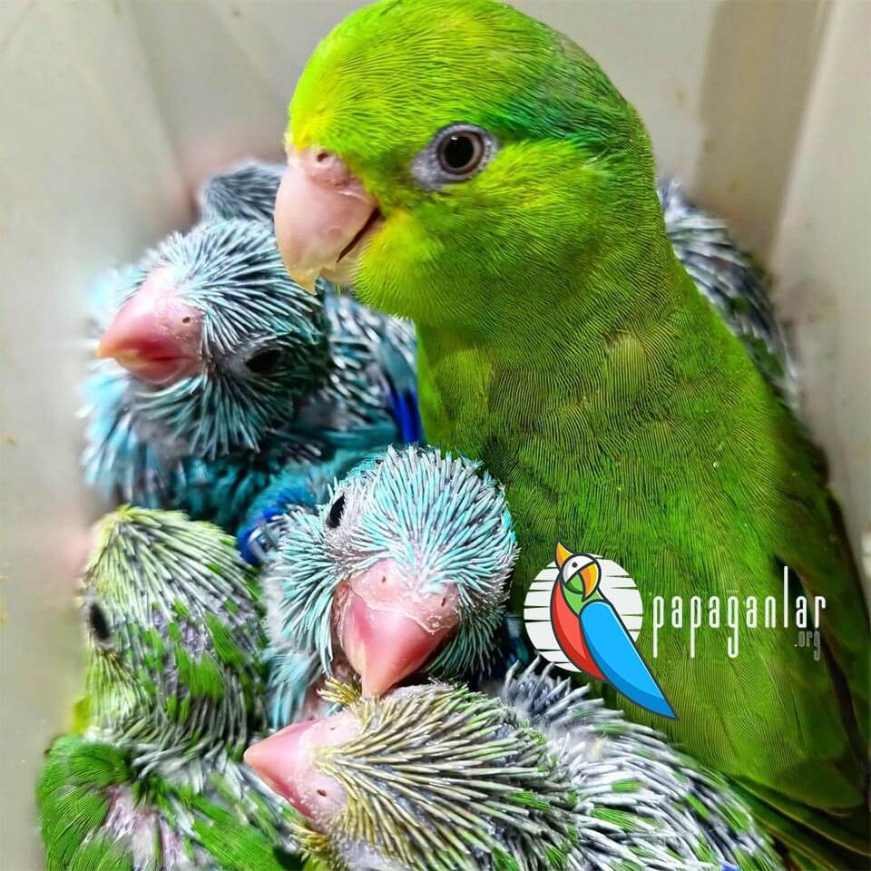 Forpus Parrot Pup Price
