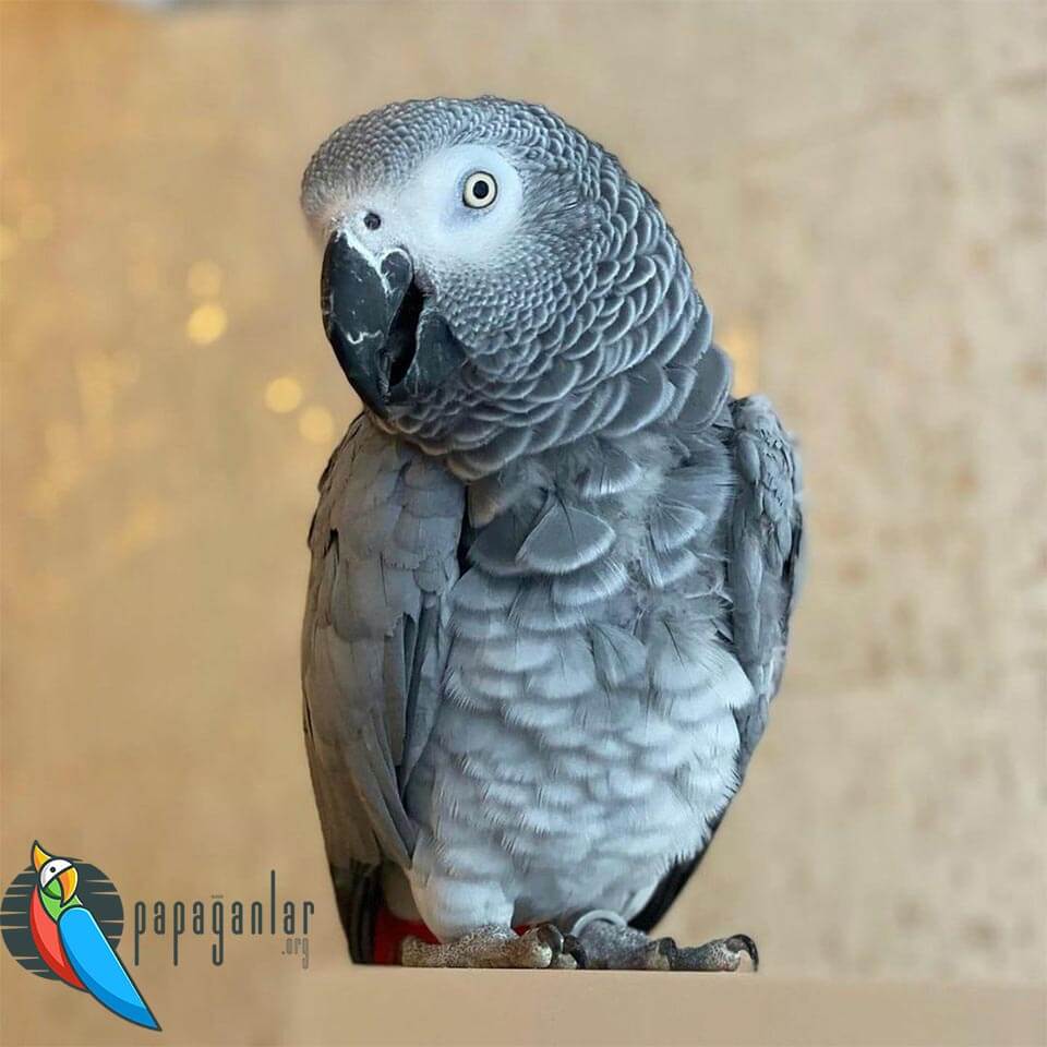 African Grey Parrot Price 2022