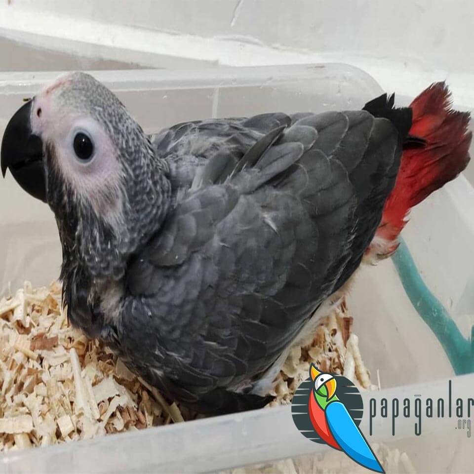 Precios de Gray Parrot 2022 del Propietario