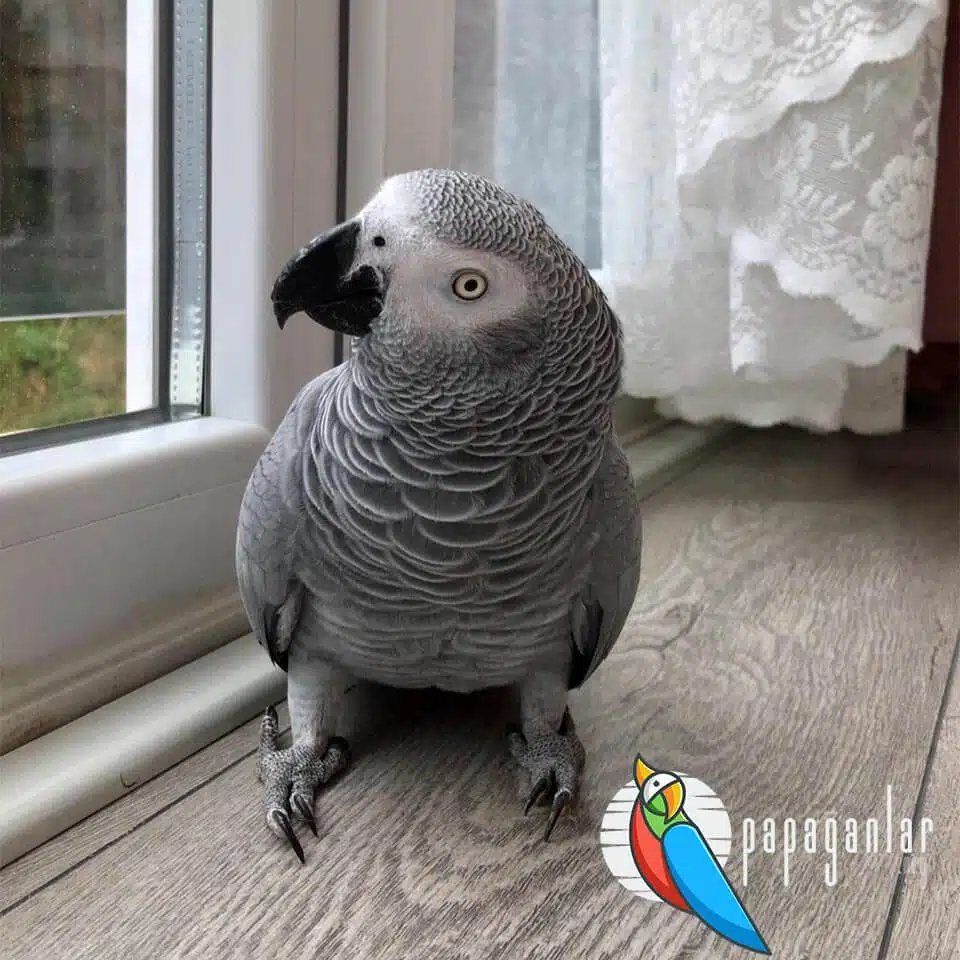 African Gray Parrot Price 2022