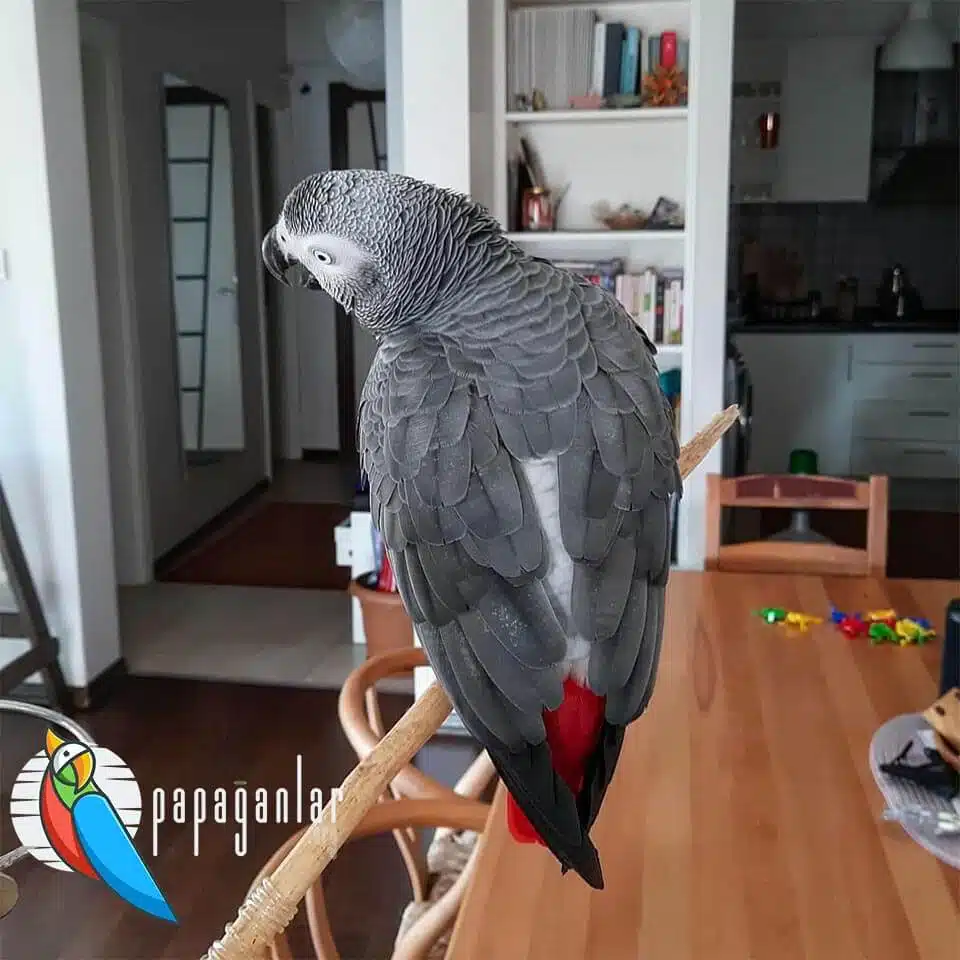 How Should a African Grey Parrot Live?