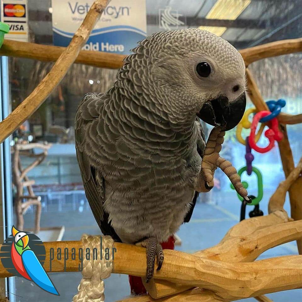 Caring for African Grey Parrots