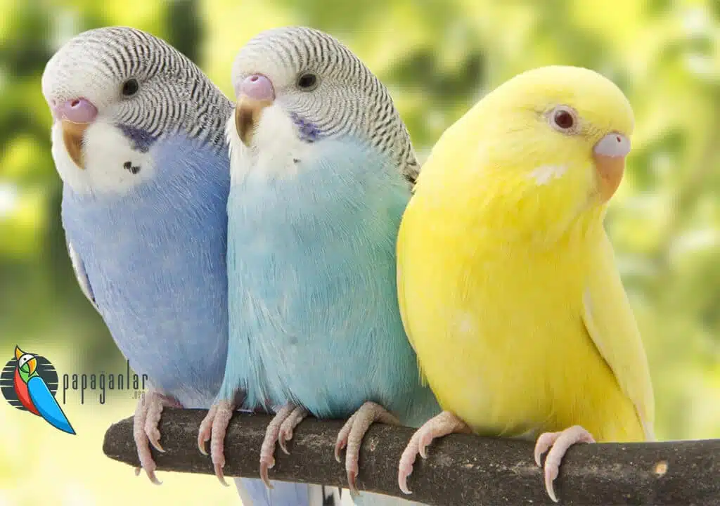 Budgie Behaviors and Meanings