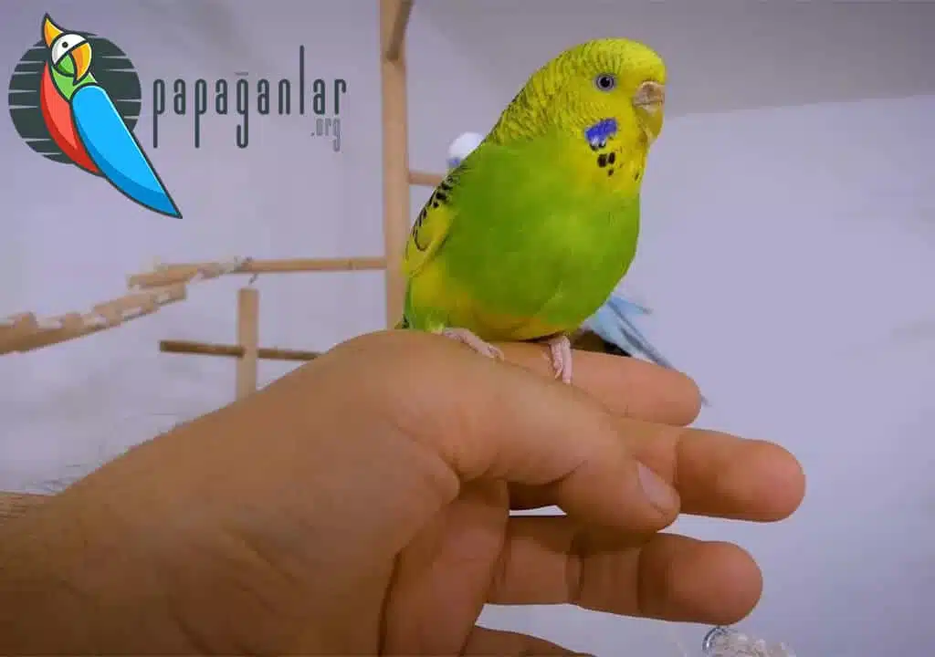How to Train the Budgerigar to the Hand?