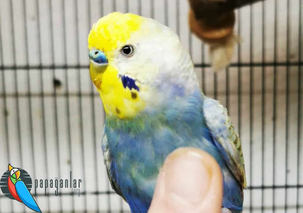 Budgerigar Prices From Manufacturer