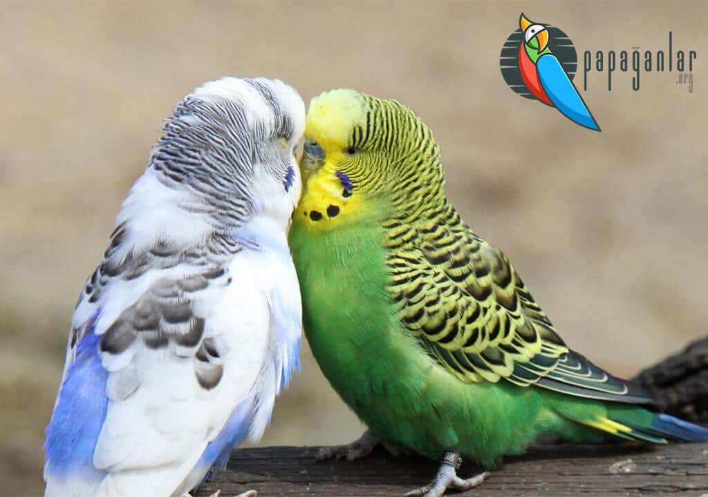 Budgie Names