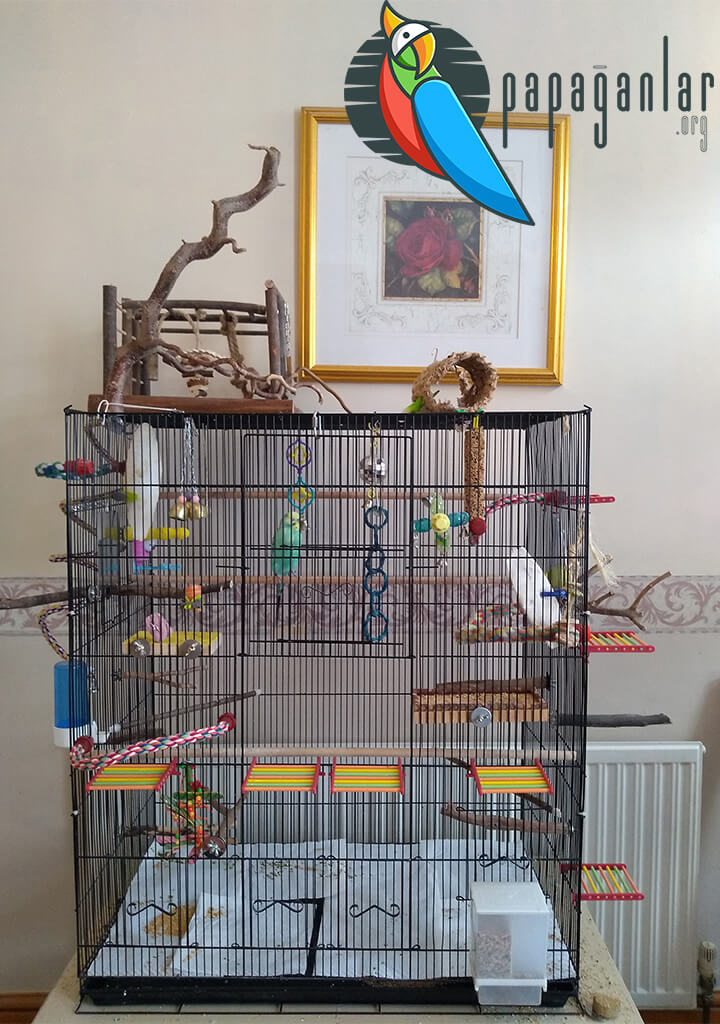 How Should a Budgie Cage Be?