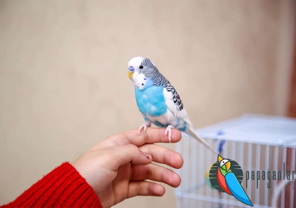 How to Train a Budgie?