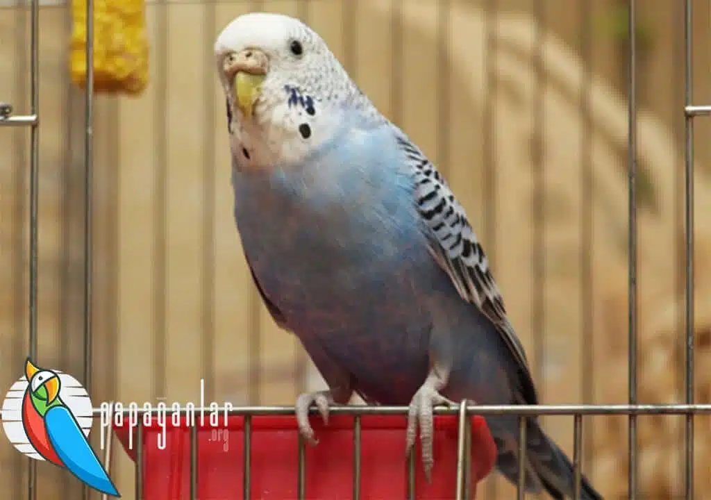 How to Train a Budgie?