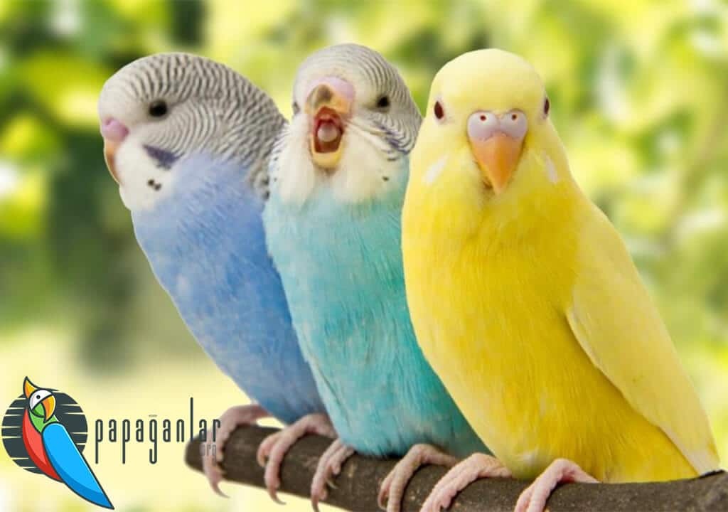 Why Does a Budgie Bite?