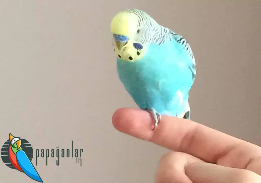 Why Does a Budgie Stand on One Leg?