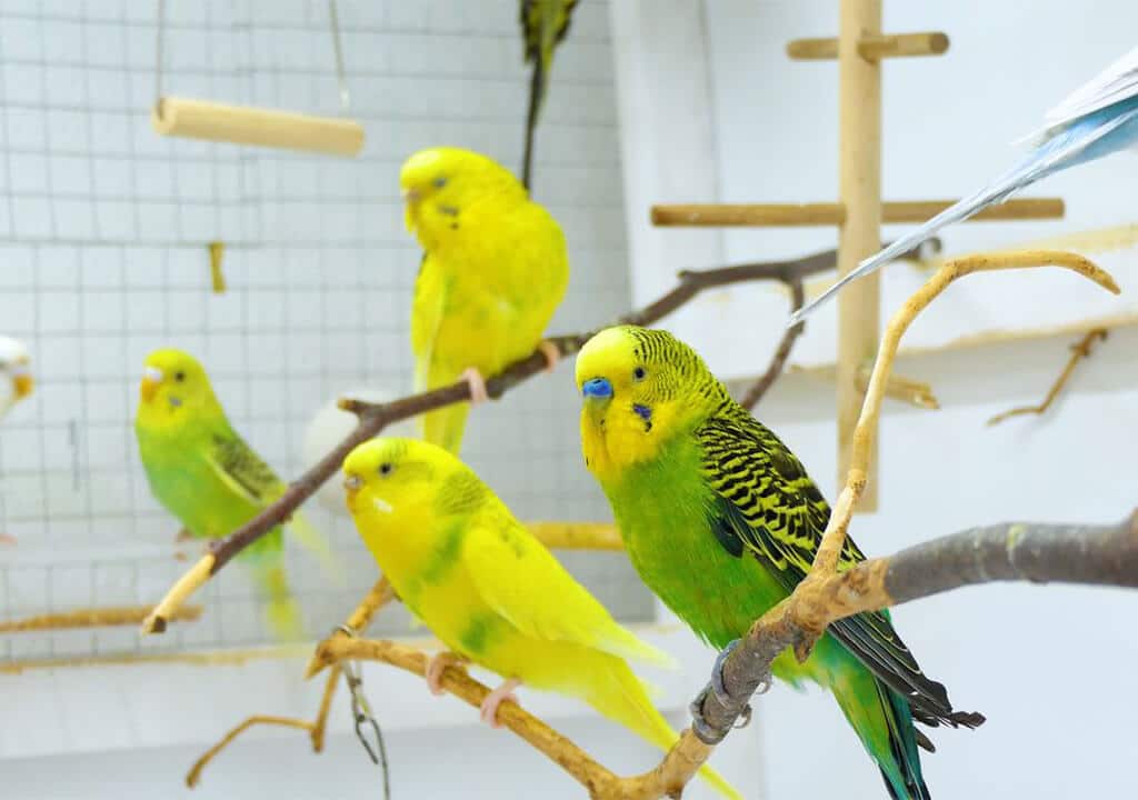 Muhabbet Kuşu Üretim Kafesi