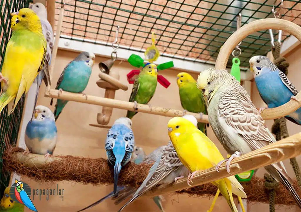 Budgerigar Production Cages Prices