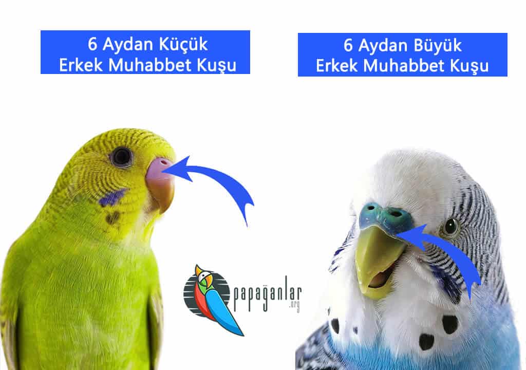 How to Tell the Age of a Budgie?