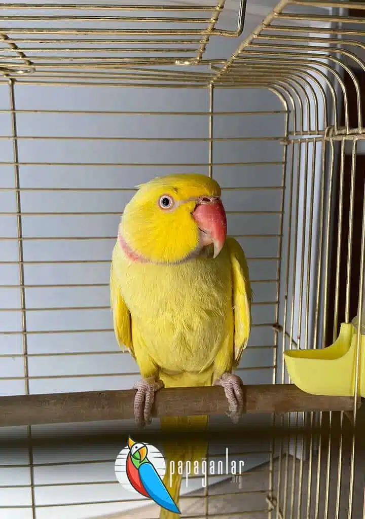 Pakistanischer Papagei Preis vom Besitzer
