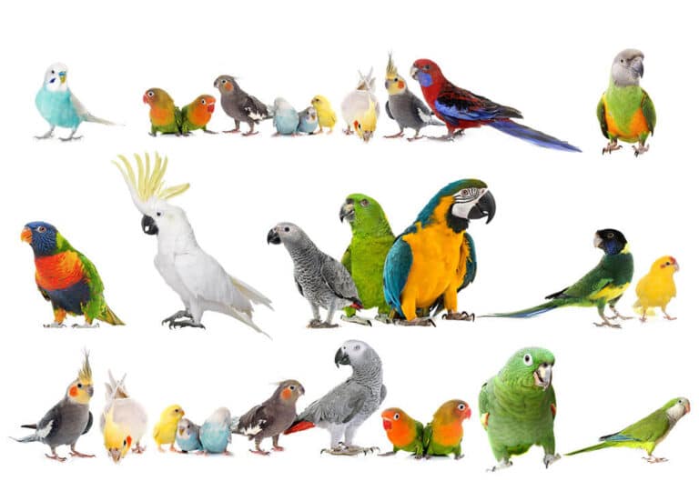 Parrot Species - Parrot Species - Parrot Breeds