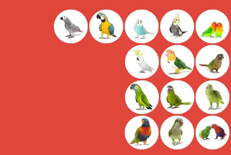 Parrot Types