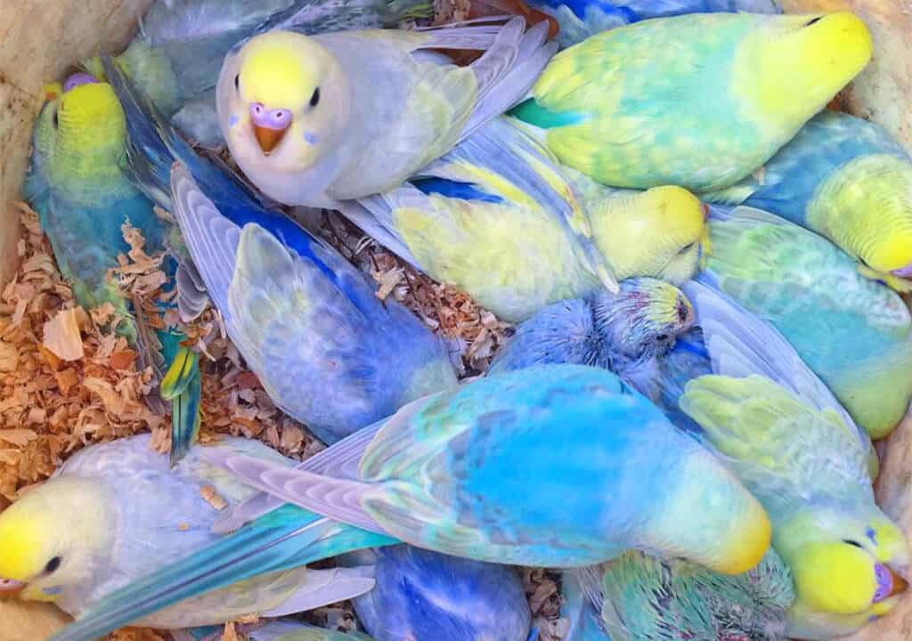 Rainbow Muhabbet Kuşları