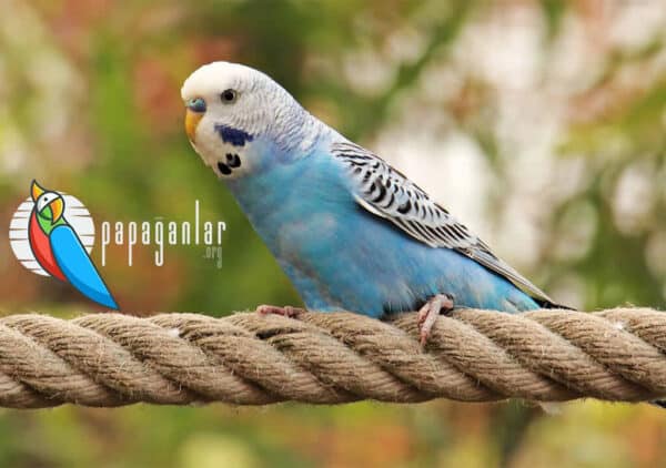 Rüyada Mavi Muhabbet Kuşu Görmek Ne Anlama Gelir?