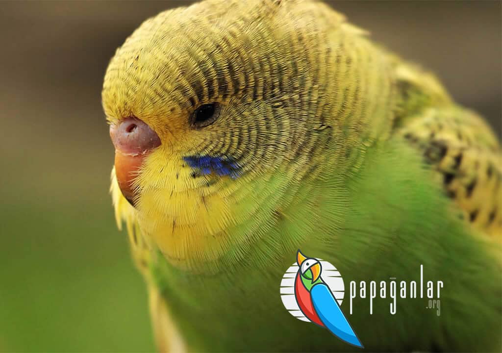 Seeing a Yellow Budgie in a Dream