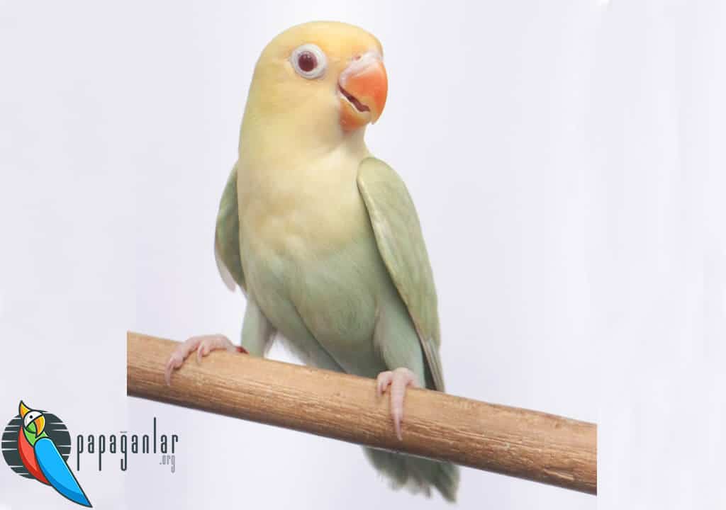 Liebe Papagei Preise vom Eigentümer