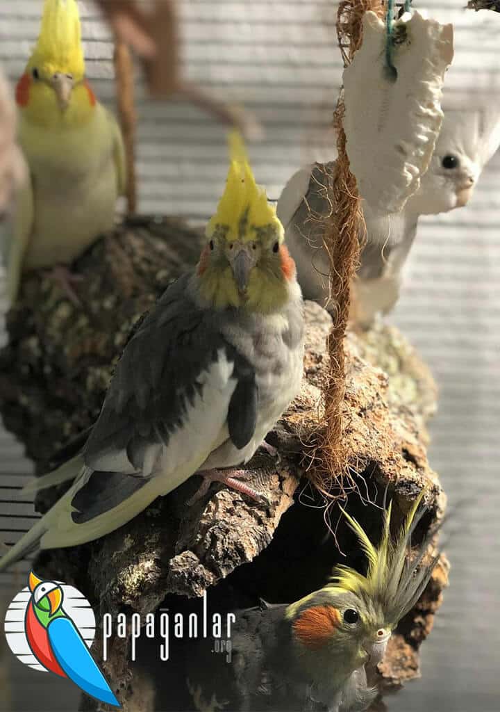 Nymphensittich Papagei Preise Zoohandlung