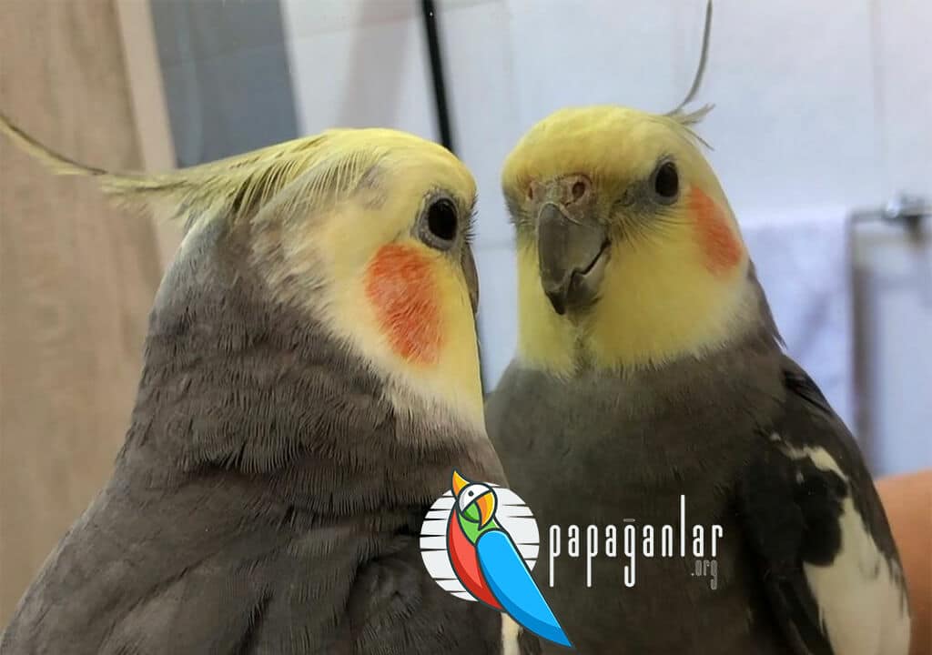 Cockatiel Parrots Prices 2022