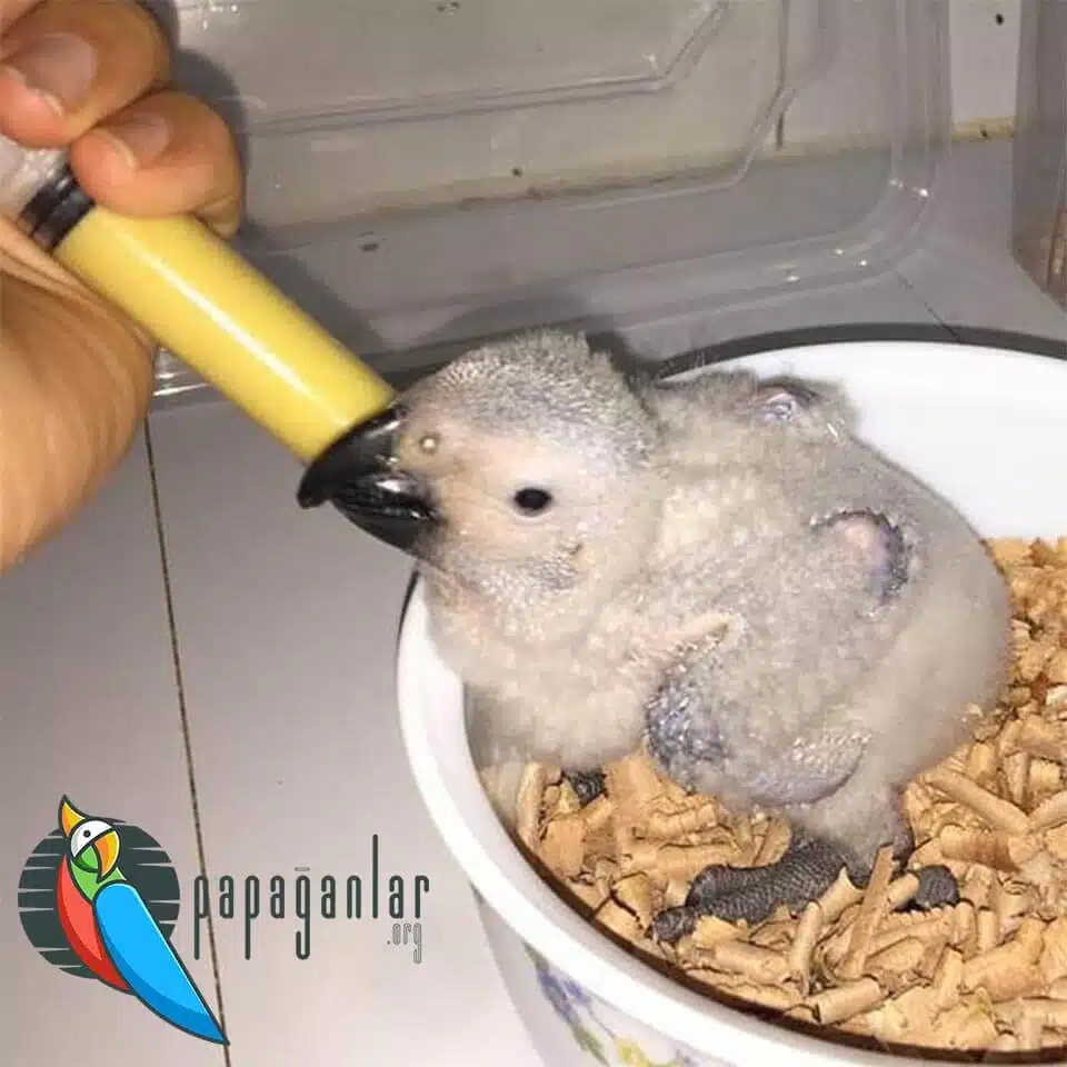 Baby African Grey Parrot Prices 2022