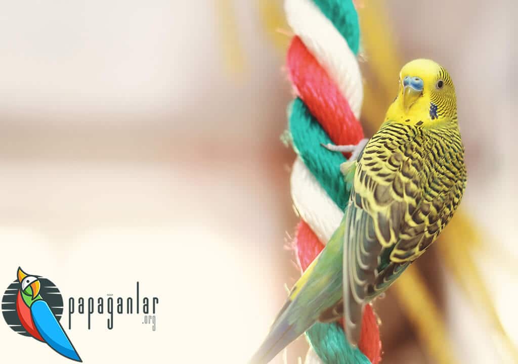 Baby Budgerigar Care and Training