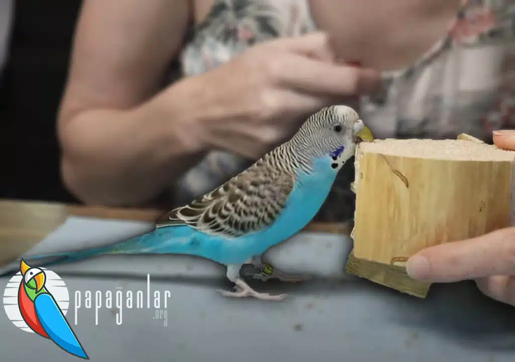 How to Train a Baby Budgie?