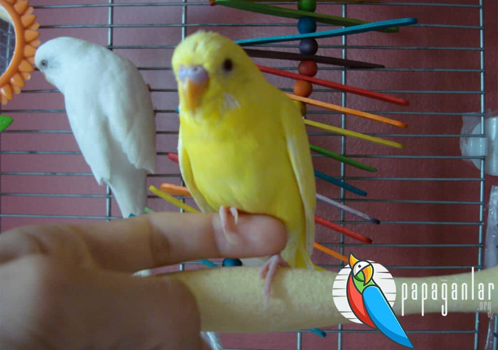 How to Train a Newly Taken Budgie?