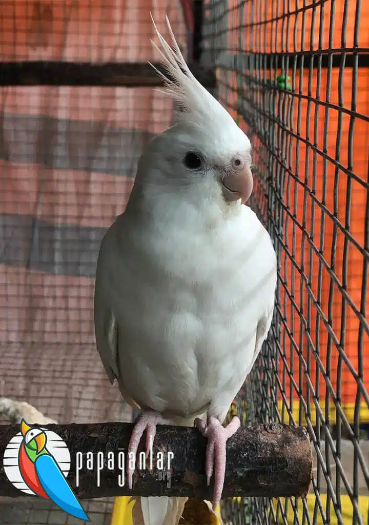 Albino Nymphensittich Papagei Merkmale