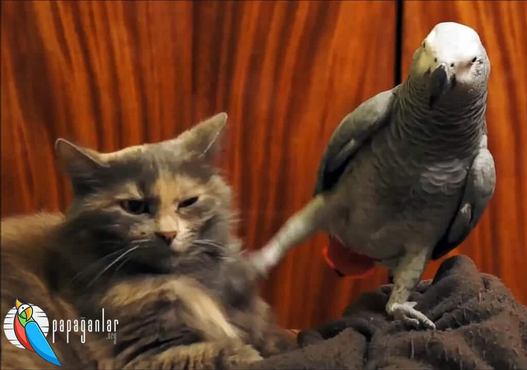 Feeding a Cat and a Bird Together at Home