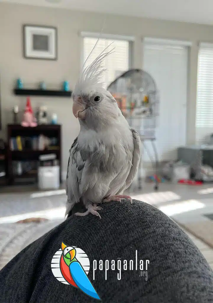 Grau Nymphensittich Papagei Merkmale