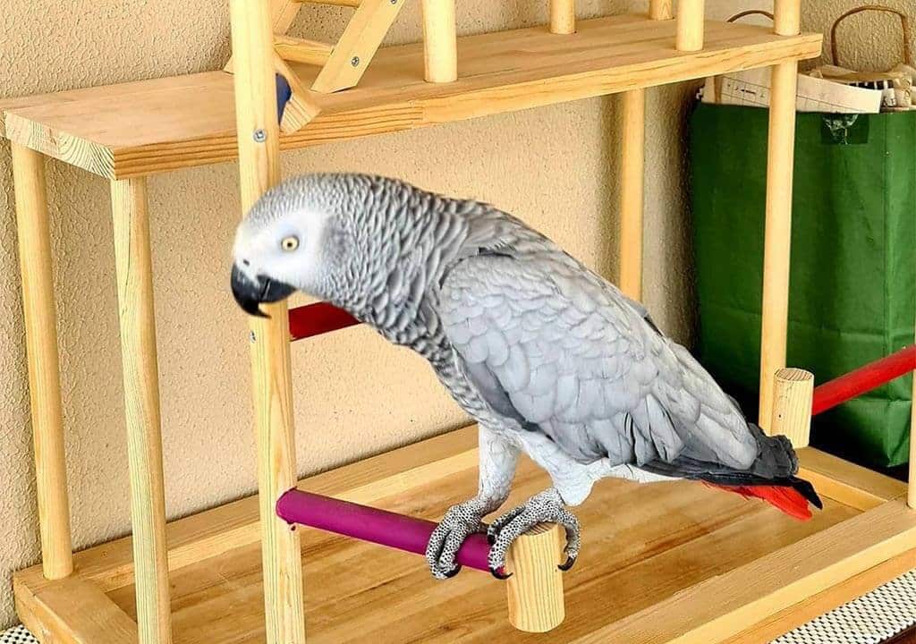 African gray parrot price 2022