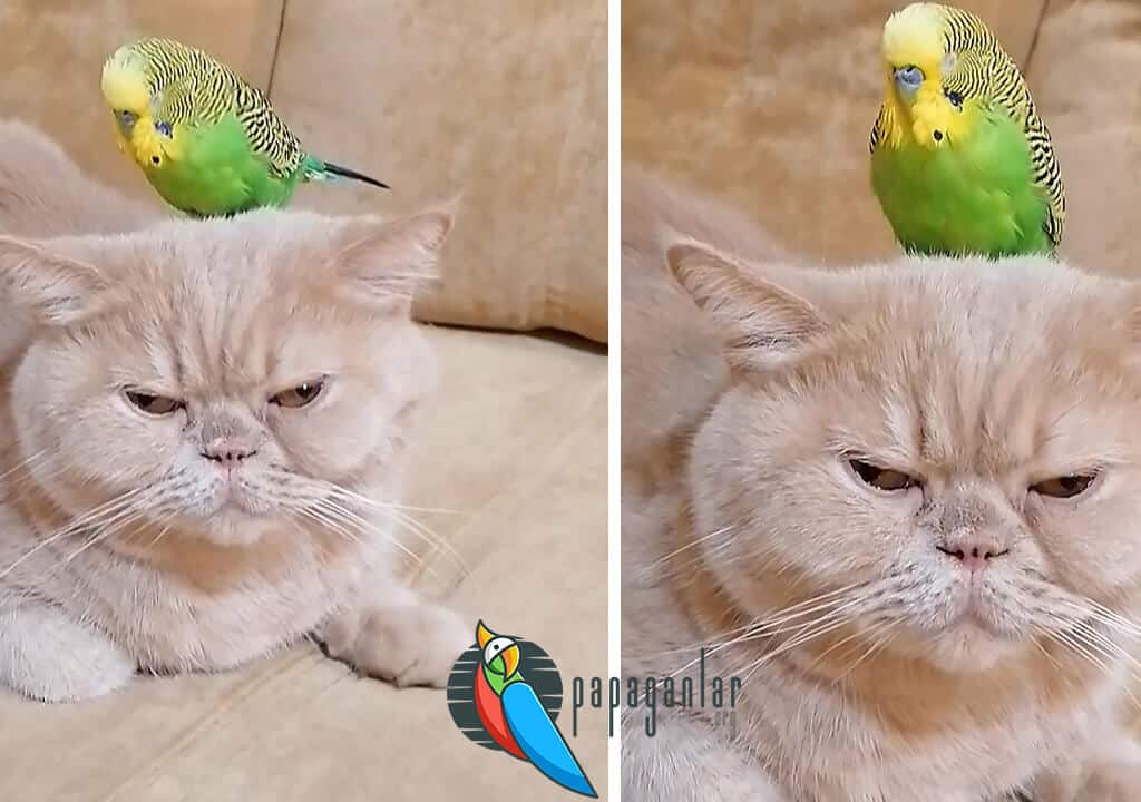 Kedi ile Muhabbet Kuşu