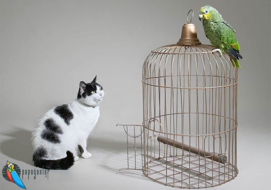 Können eine Katze und ein Papagei im selben Haus leben?