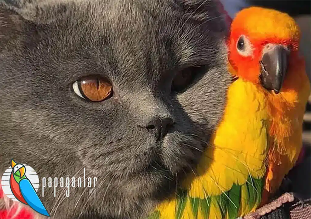 Das Märchen von der Katze und dem Papagei