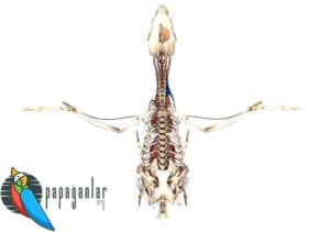 Papağan Anatomi